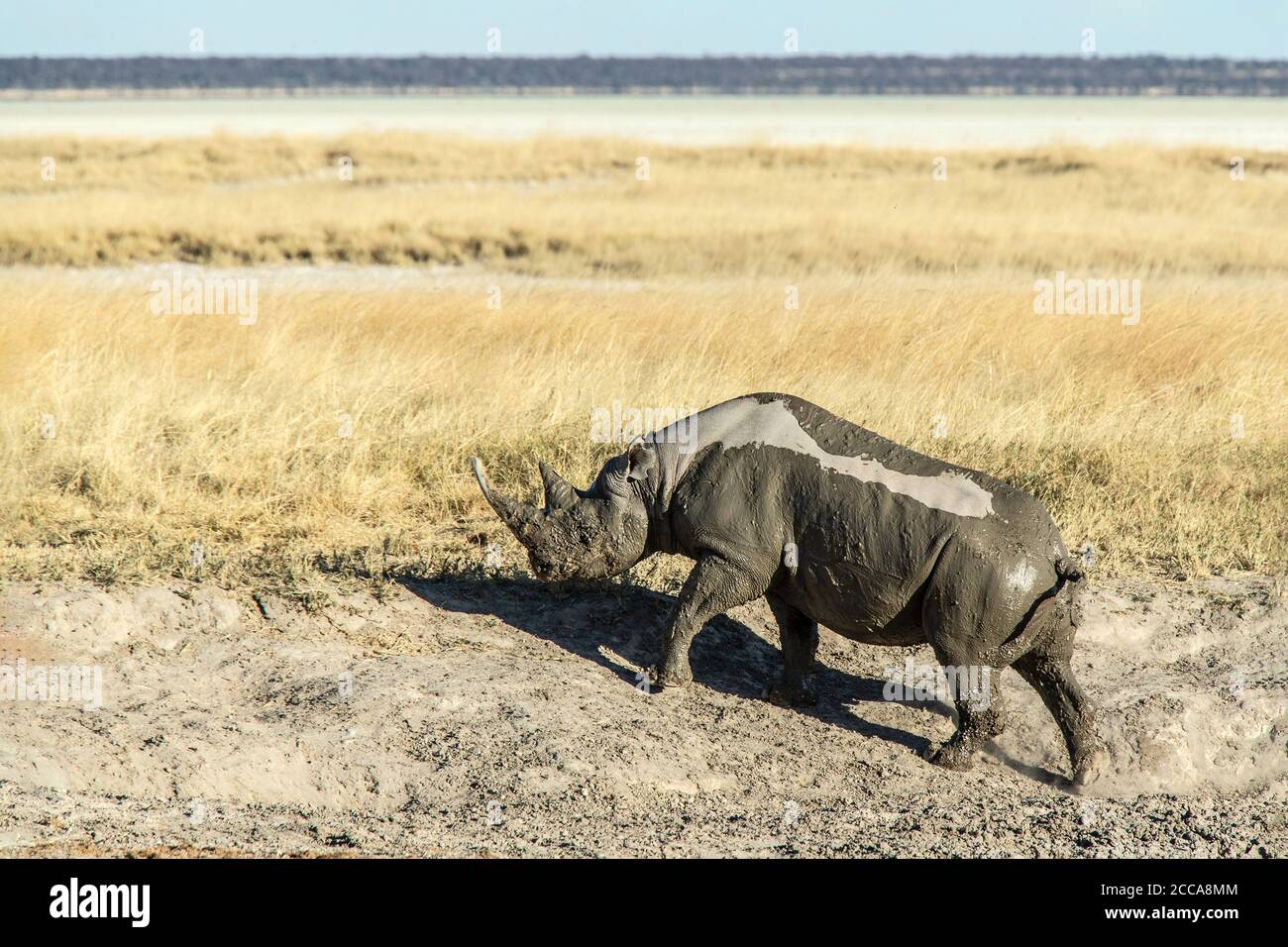 Rhinocéros boueux grimpant sur une rive dans les plaines de la savanah d'Etosha. Banque D'Images