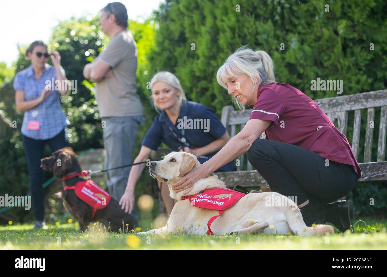 Joanne Walsh, infirmière de recherche principale, avec le chien de détection médicale Lexi lors d'une visite à l'hôpital général Kettering dans le Northamptonshire, où le personnel du NHS participe à un essai qui vise à voir si les chiens peuvent sniff dehors Covid-19. Banque D'Images