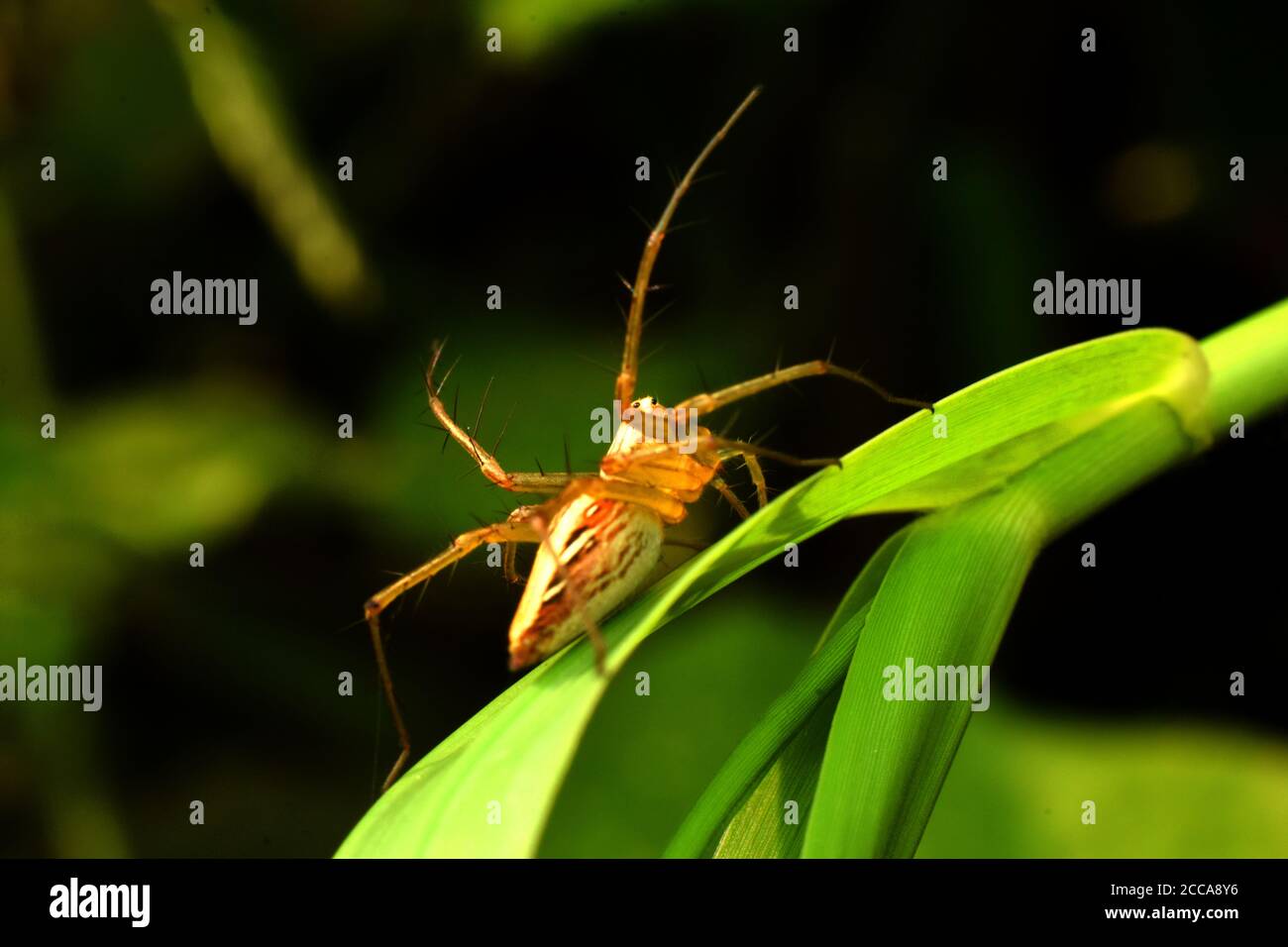 Une araignée de lynx (oxyopes javanus) rampant sur l'herbe verte. Banque D'Images