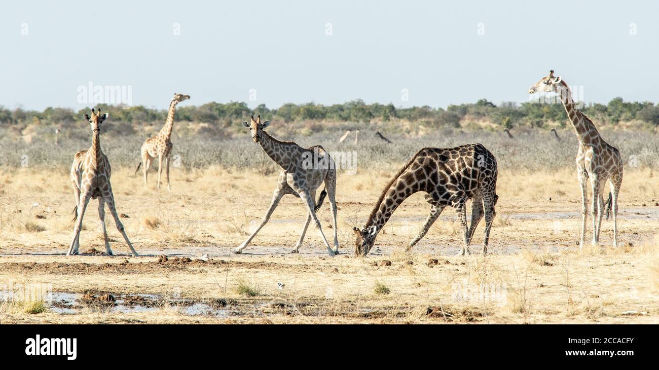 Une famille de girafes buvant dans un trou d'eau du Bush d'Etosha, en Namibie Banque D'Images