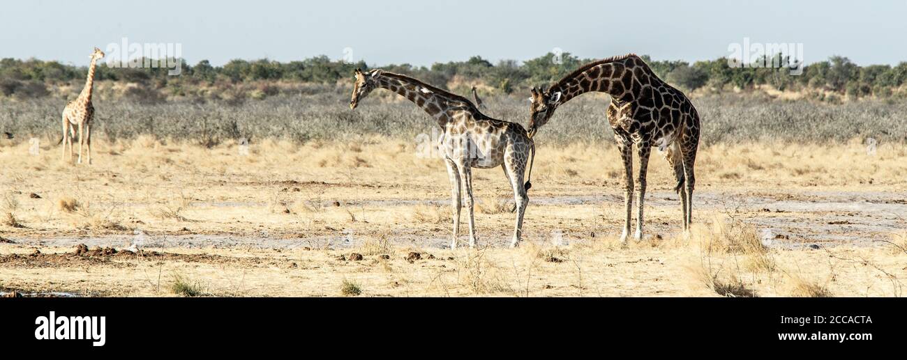 Girafes à un trou d'eau dans le Bush d'Etosha en Namibie Banque D'Images