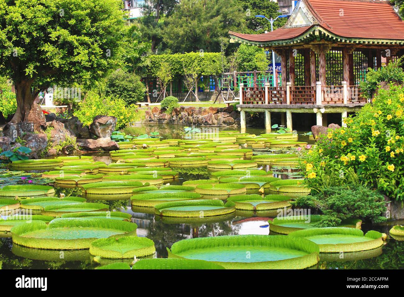 Beau jardin paysage avec des fleurs de lotus nénuphar santa cruz,les fleurs et les feuilles dans l'étang en été Banque D'Images
