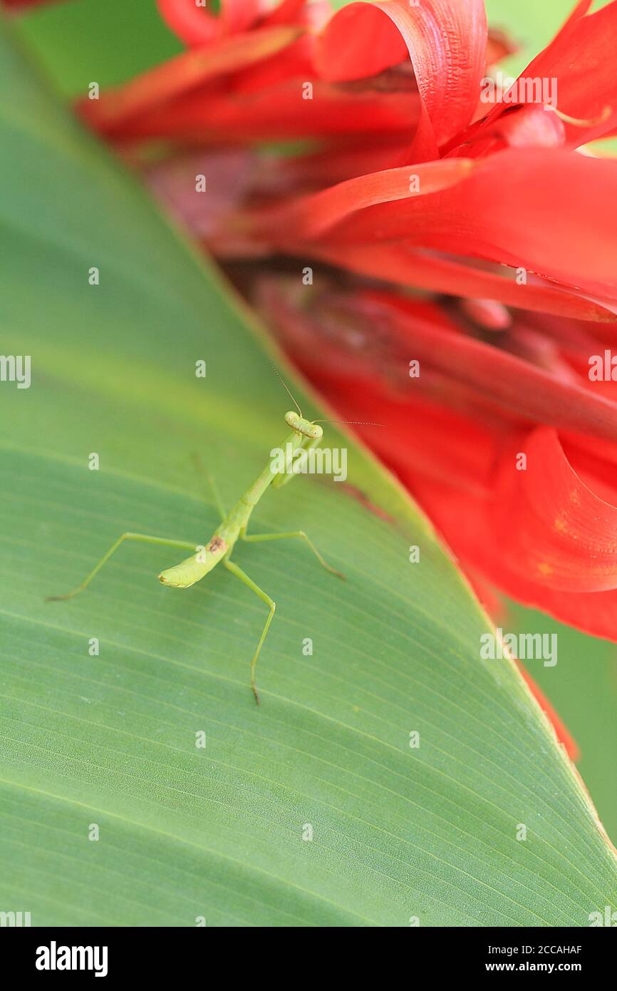 Prier bébé insecte Mantis sur une feuille verte jamais pétales de fleur rouge. Photographie au format vertical. Marco photographie d'insectes. Fleurs exotiques feuilles insecte Banque D'Images