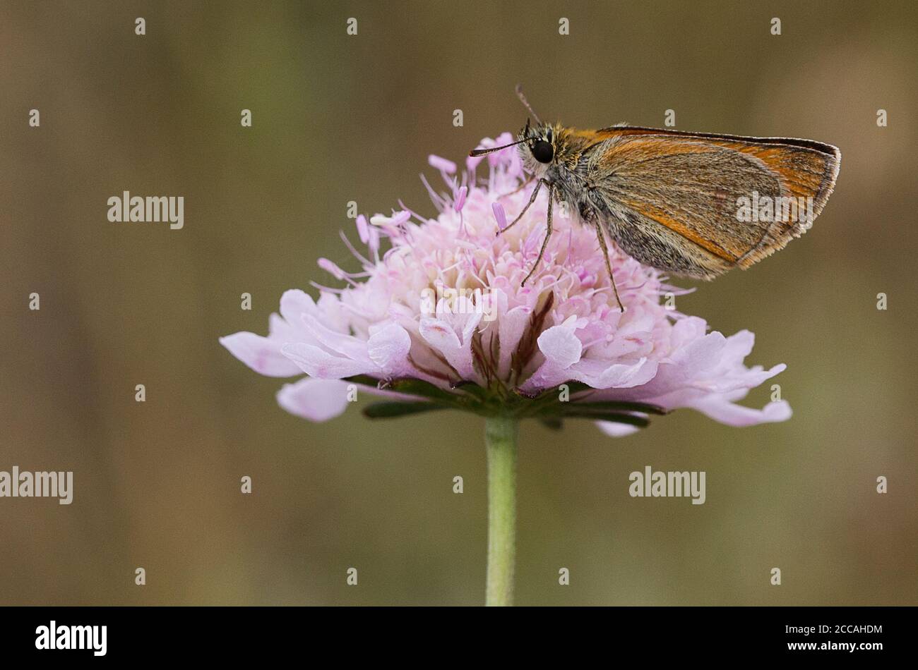 Skipper d'Essex, Thymelicus lineola, sur une fleur de Scabious Banque D'Images