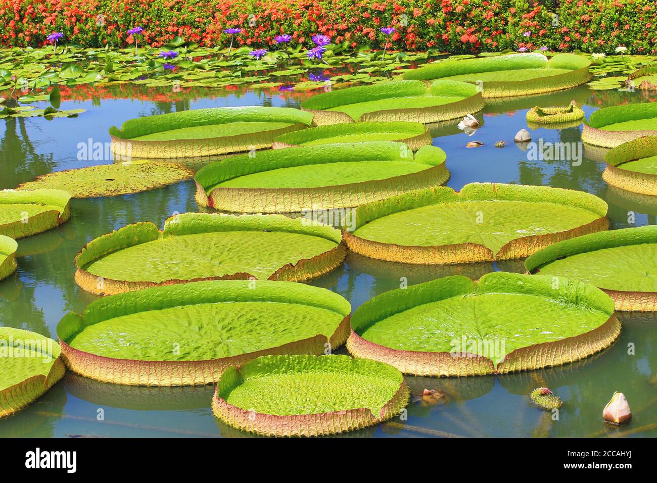 De beaux paysages de santa cruz Bassin aux nymphéas les fleurs et les feuilles dans l'étang en été Banque D'Images