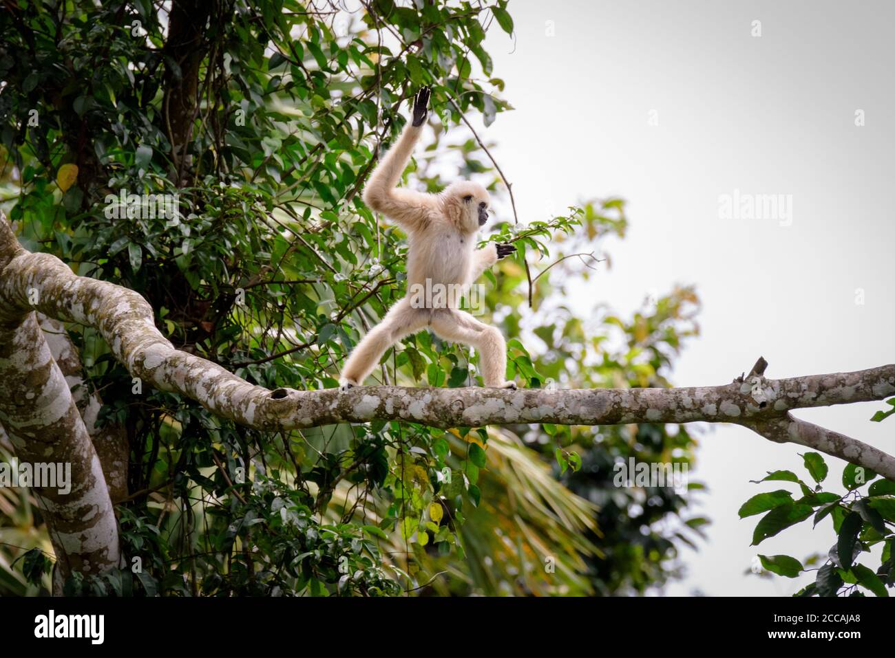 Gibbons sur les arbres, forêt tropicale, parc national de Khao Yai, Thaïlande Banque D'Images