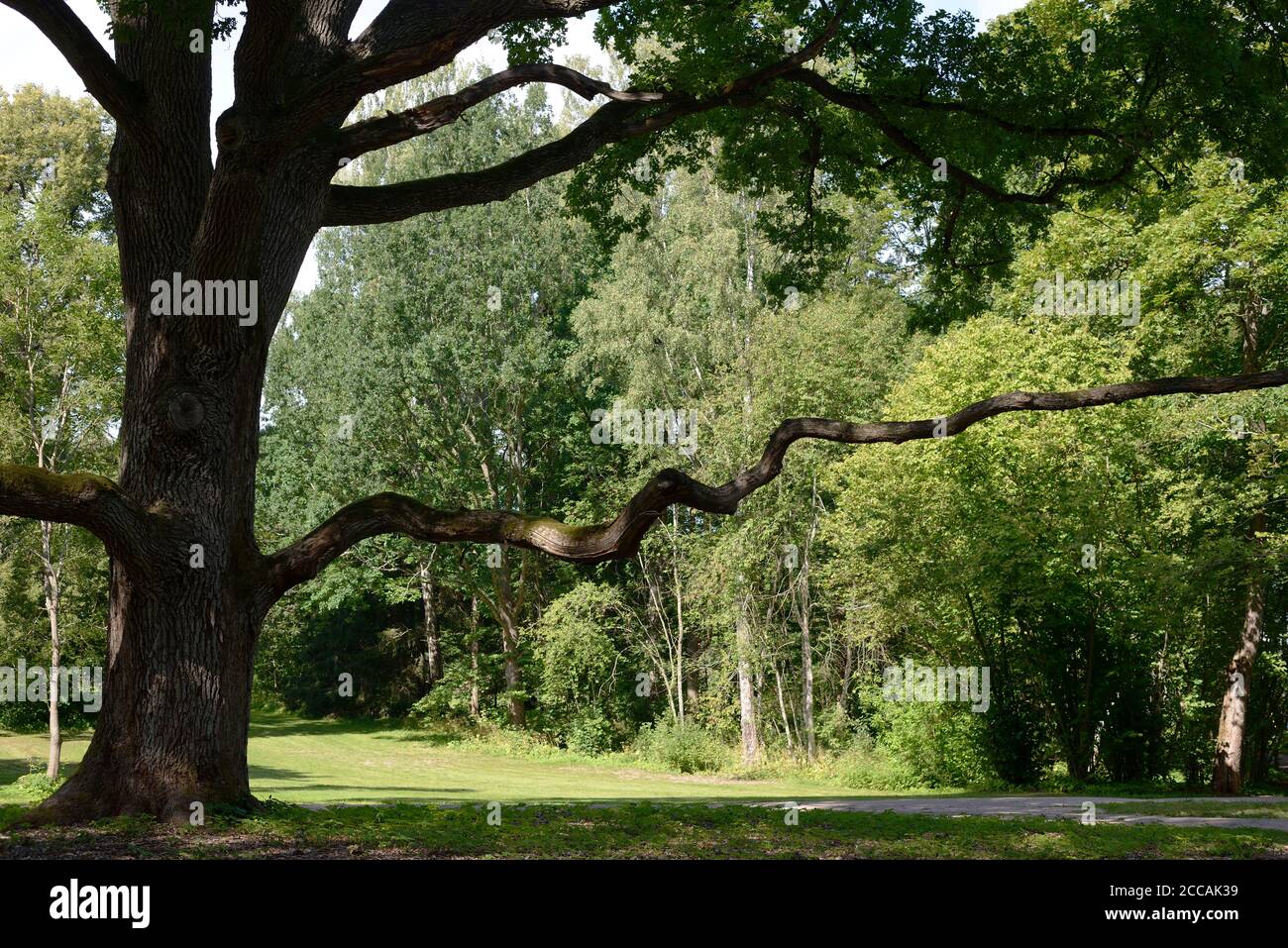 magnifique chêne avec une longue branche horizontale sur un jour ensoleillé Banque D'Images