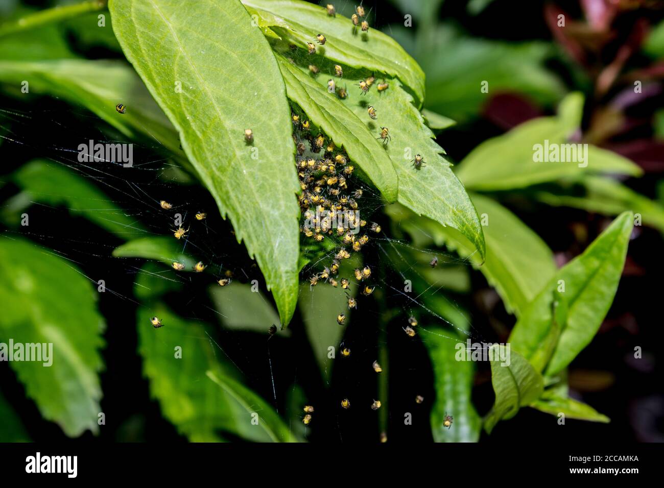 Détail de nid d'araignée avec de petites araignées de jardin jaunes araneus diadematus sur les feuilles de la forêt Banque D'Images
