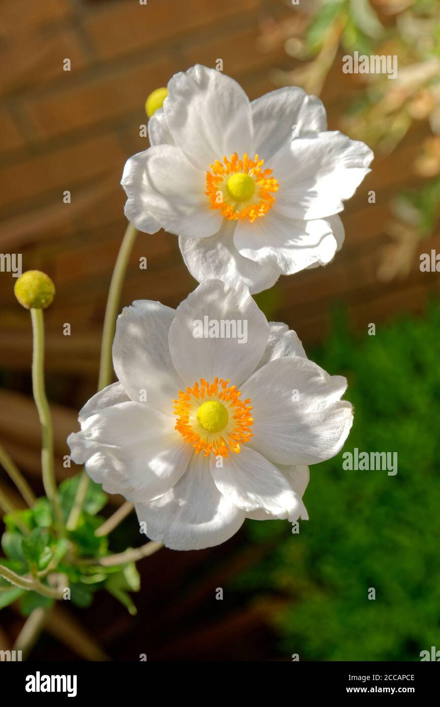 Fleurs Anémone japonaise blanc. Banque D'Images