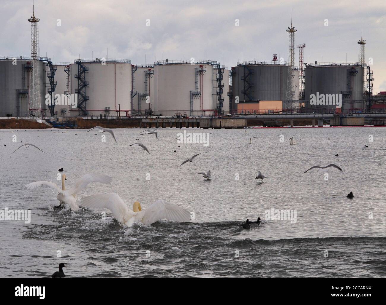 Les cygnes s'envolent dans la mer sur fond de paysage industriel. Banque D'Images