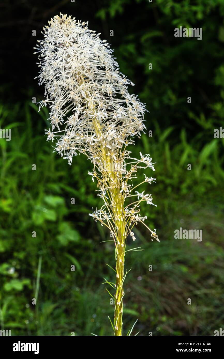 Inflorescence de l'herbe d'ours (Xérophyllum tenax Photo Stock - Alamy