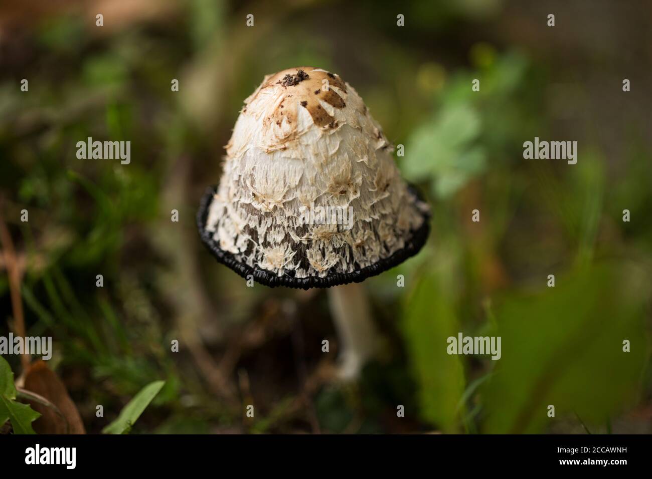 Un Coprinus comatus, la calotte d'encre déchiquete, la perruque d'avocat, ou la manne déchiqueante, un champignon comestible de la famille des Agaricaceae. Banque D'Images