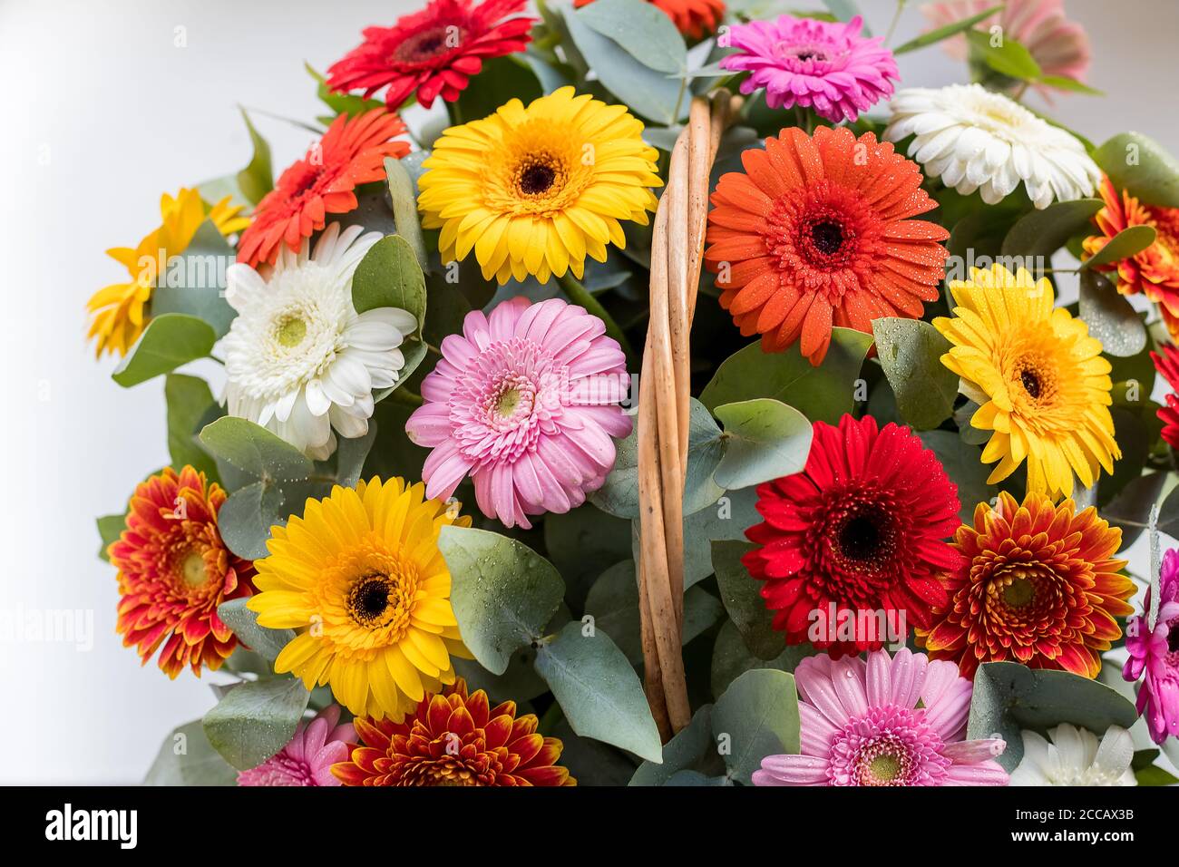 Bouquet de fleurs, camomille, Marguerite, gerbera, bouquet d'été délicat isolé sur fond blanc. Fleurs gerbera brillantes en panier, comme présent, pour Banque D'Images