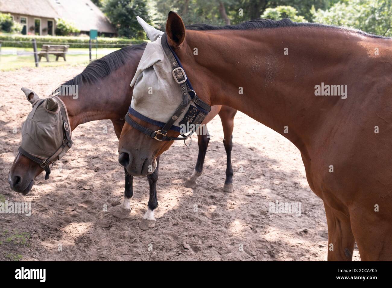Deux chevaux bruns dans une boîte à sable portant une capuche de protection contre les mouches. Le masque a glissé de l'oreille du cheval devant Banque D'Images