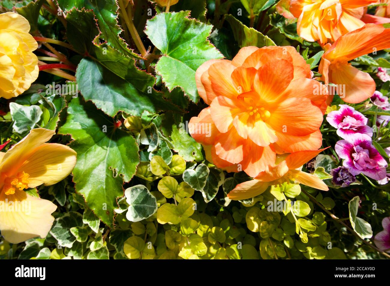 Belle exposition de Begonias et de Calibrachoa, communément appelé million de cloches ou de petunia de fuite Banque D'Images