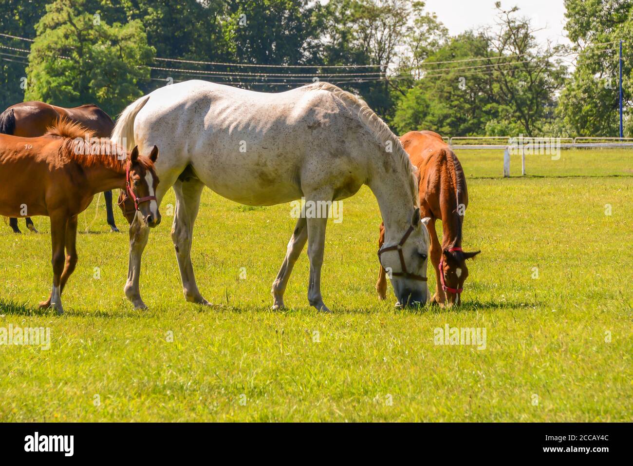 Les chevaux qui s'exécutent sur le paddock. Banque D'Images