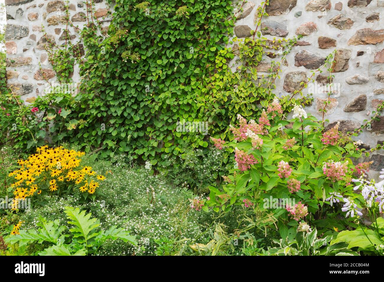 Jaune d'or Rudbeckia hirta 'Black-Eyed Susan' - Coneflowers, l'ascension d'Hydrangea pétiolaris et d'Hydrangea oaniculata 'Pinky Winky' à la frontière. Banque D'Images