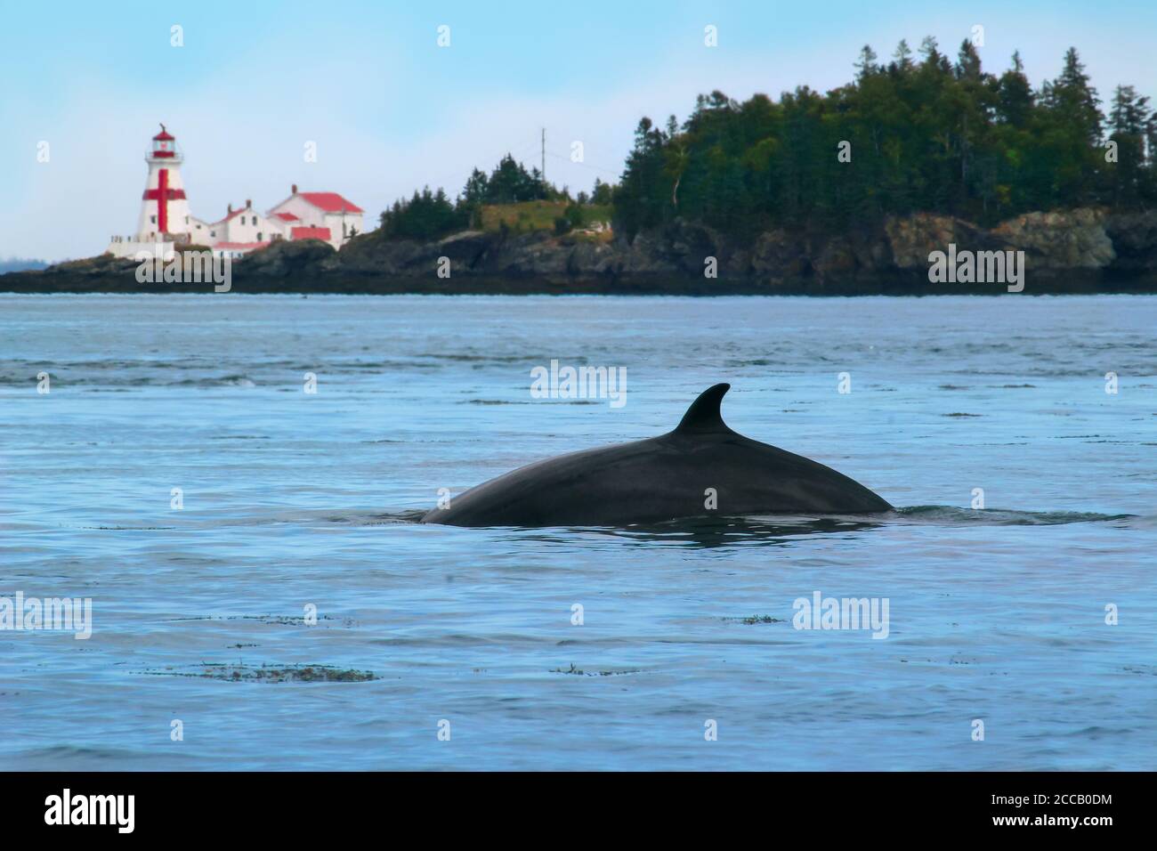 Petit rorqual dans la baie de Fundy, au Nouveau-Brunswick, au Canada, avec la station de lumière Head Harbour (East Quoddy) dans l'île Campobello. Banque D'Images