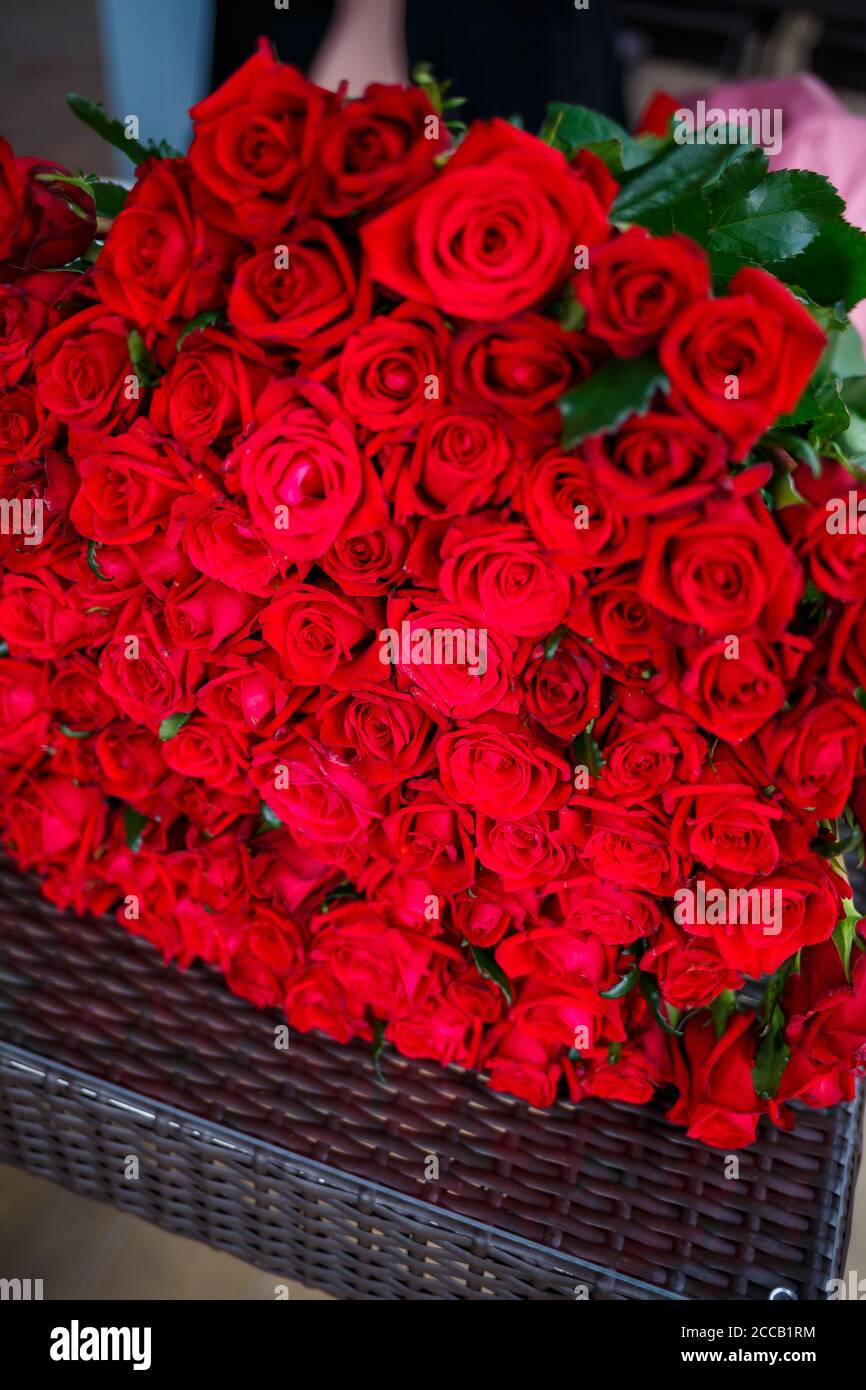 Un grand bouquet de roses rouges pour une fille, fleurs fraîches Photo  Stock - Alamy