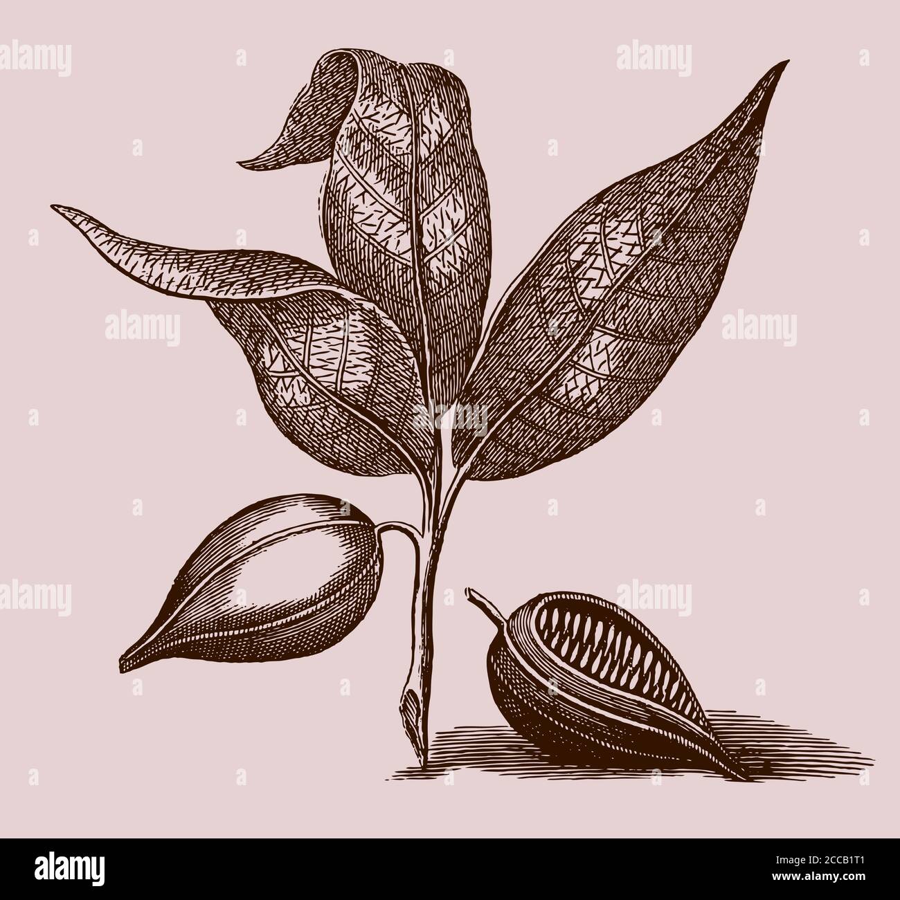 Branche avec des feuilles et des fruits de l'arbre de cacao, theobroma cacao s'est isolé sur fond marron, après une gravure du XVIIIe siècle Illustration de Vecteur