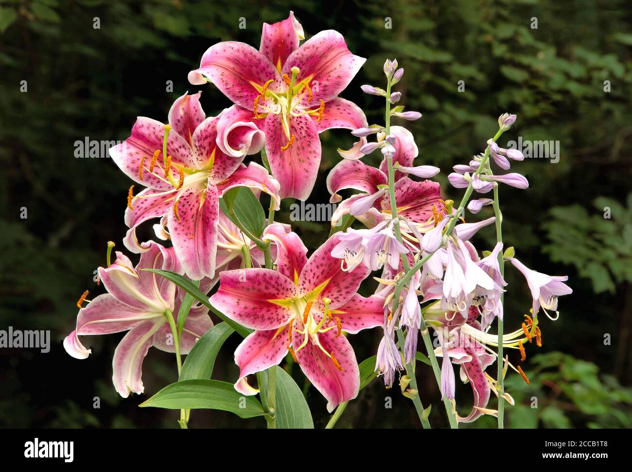 L'été, le lys oriental aux étoiles fleuries est orné de fleurs de cramoisi aux côtés de fleurs de Hosta de couleur lavande sur fond vert foncé. Banque D'Images