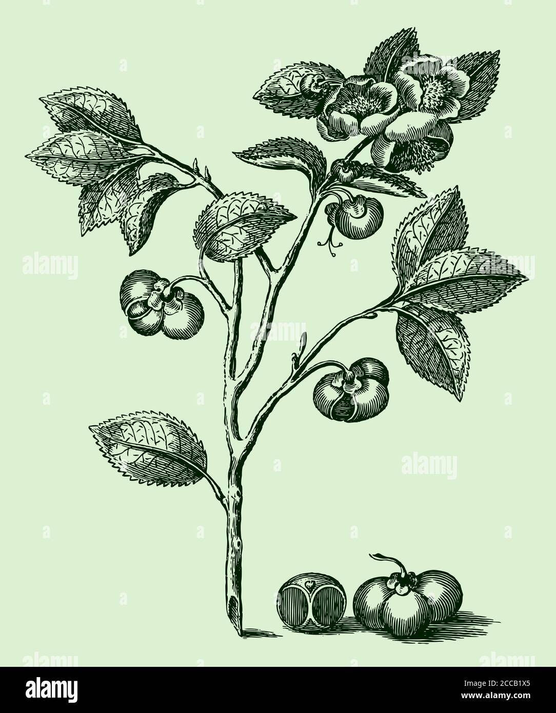 Branche avec les feuilles, les fleurs et les graines de la plante de thé, camellia sinensis isolé sur un fond vert, après une gravure du XVIIIe siècle Illustration de Vecteur