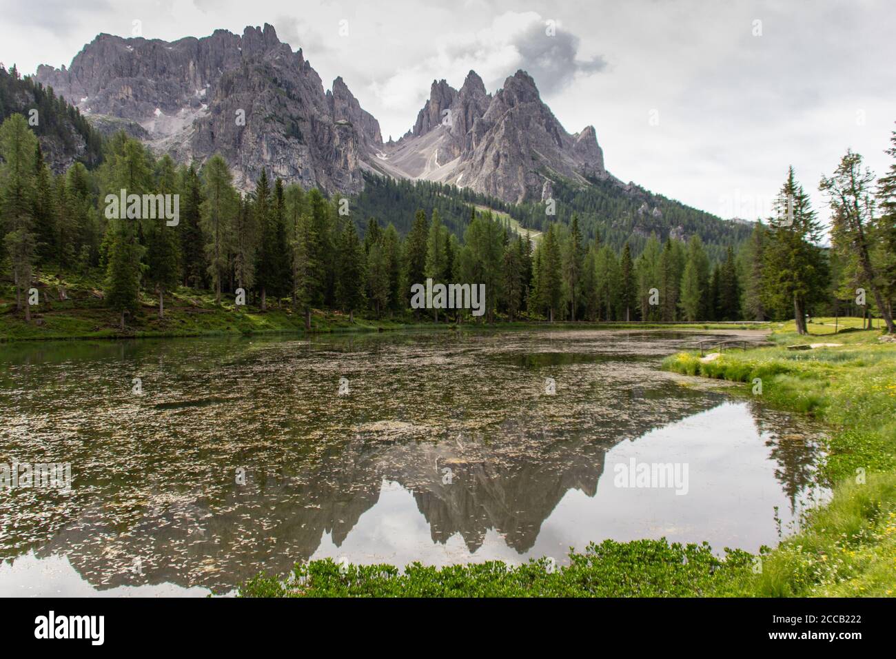 Paysage naturel incroyable dans les Alpes Dolomites. Printemps floraison prairie. Fleurs dans les montagnes. Fleurs fraîches de printemps. Banque D'Images