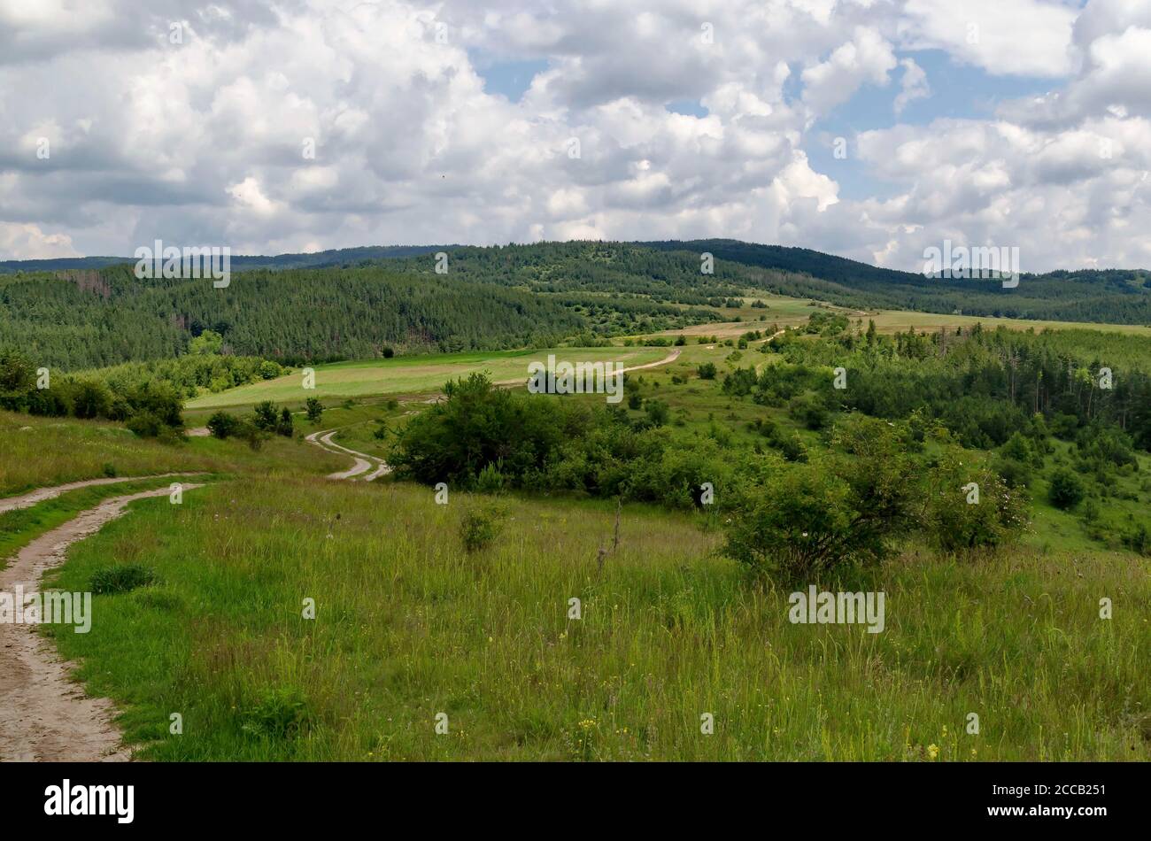 Forêt de conifères, prairies fraîches, diverses herbes aux fleurs sauvages et une route sinueuse dans la montagne Plana, Bulgarie Banque D'Images