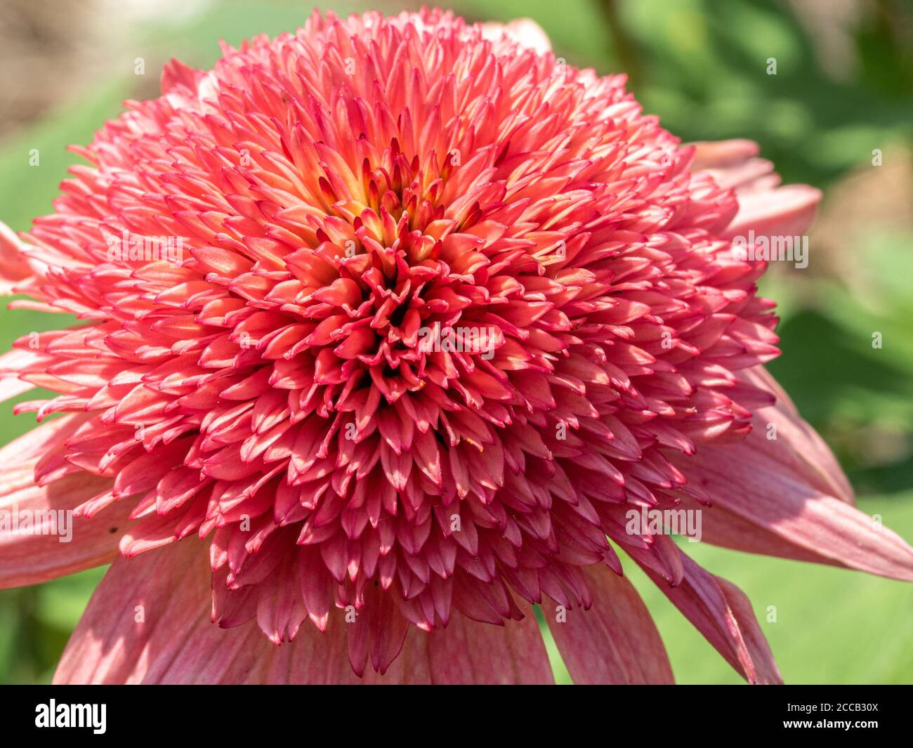 Macro gros plan de dahlia rose corail montrant une belle structure pétale. Banque D'Images