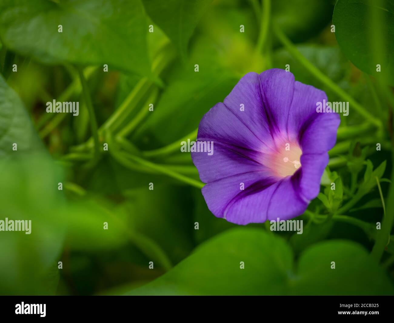 Morning Glory Flower, Pennsylvanie, États-Unis Banque D'Images