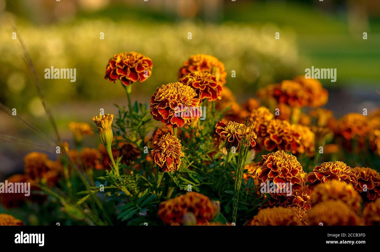 Tagetes, Marigolds sont de belles fleurs qui fleurissent dans toutes les nuances de jaune et d'orange, photographiées à proximité dans le plein soleil Banque D'Images Tagetes, Marigolds sont de belles fleurs qui fleurissent dans toutes les nuances de jaune et d'orange, photographiées à proximité dans le plein soleil Banque D'Images