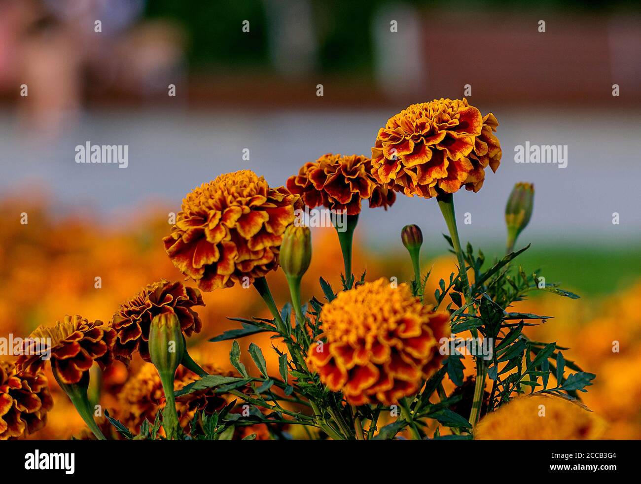 Tagetes, Marigolds sont de belles fleurs qui fleurissent dans toutes les nuances de jaune et d'orange, photographiées à proximité dans le plein soleil Banque D'Images Tagetes, Marigolds sont de belles fleurs qui fleurissent dans toutes les nuances de jaune et d'orange, photographiées à proximité dans le plein soleil Banque D'Images
