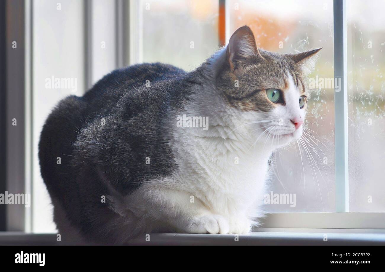 Portrait D Un Chat Manx Assis Dans La Fenetre D Observation La Chute De Neige Photo Stock Alamy