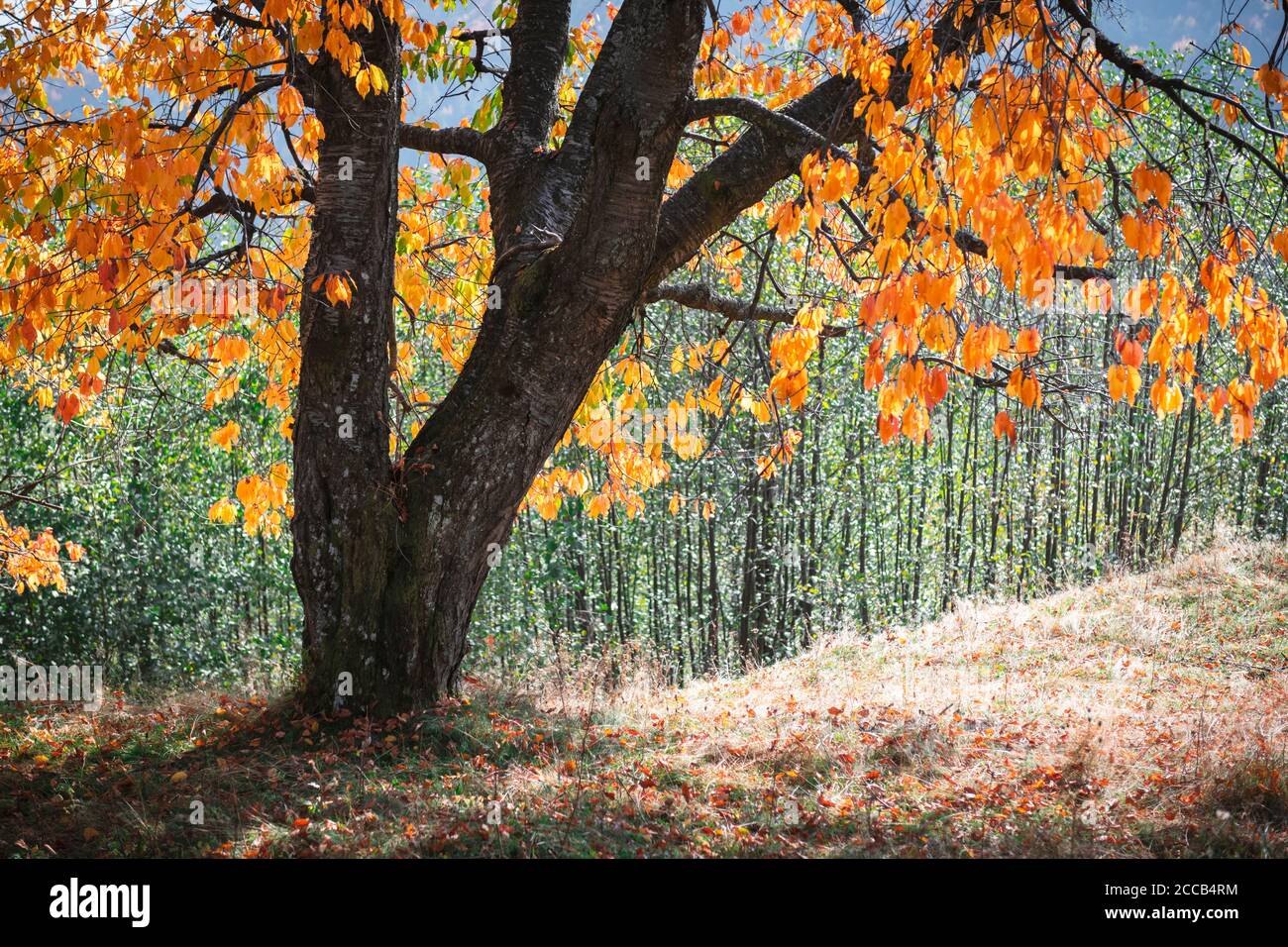 Vieux majestueux arbre avec des folliages jaunes dans la forêt d'automne. Scène d'automne pittoresque dans les montagnes Carpathian, Ukraine. Photographie de paysage Banque D'Images