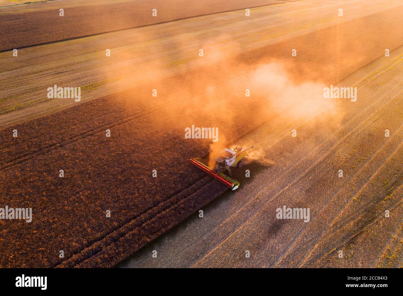 Récolte de colza dans les champs d'automne. La moissonneuse-batteuse se trouve dans un nuage de poussière qui brille du soleil couchant. Vue de dessus de l'antenne Banque D'Images