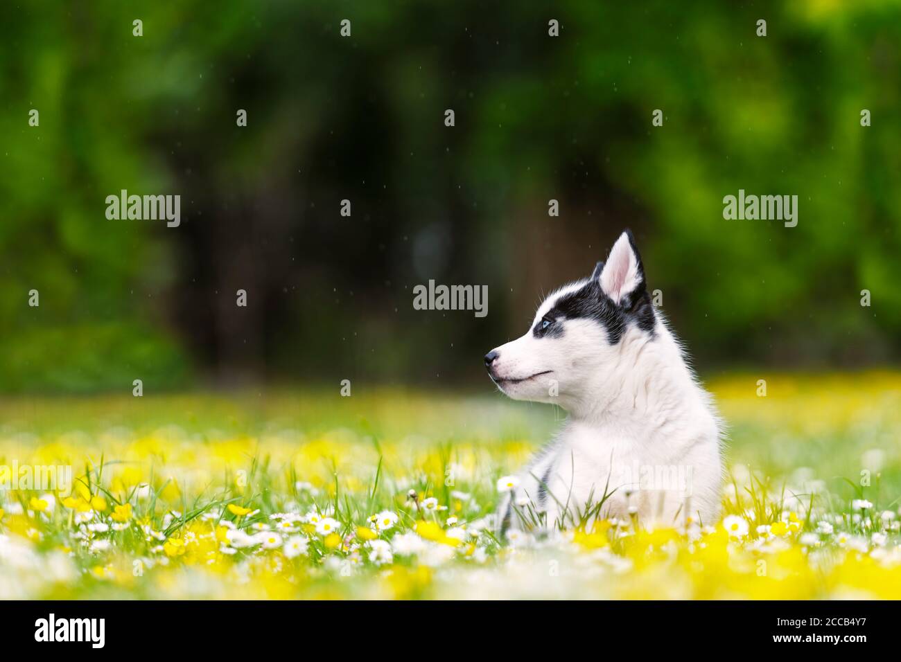 Un petit chien blanc chiot race husky sibérien avec de beaux yeux bleus dans le jardin de printemps en fleur. Photographie de chiens et d'animaux de compagnie Banque D'Images