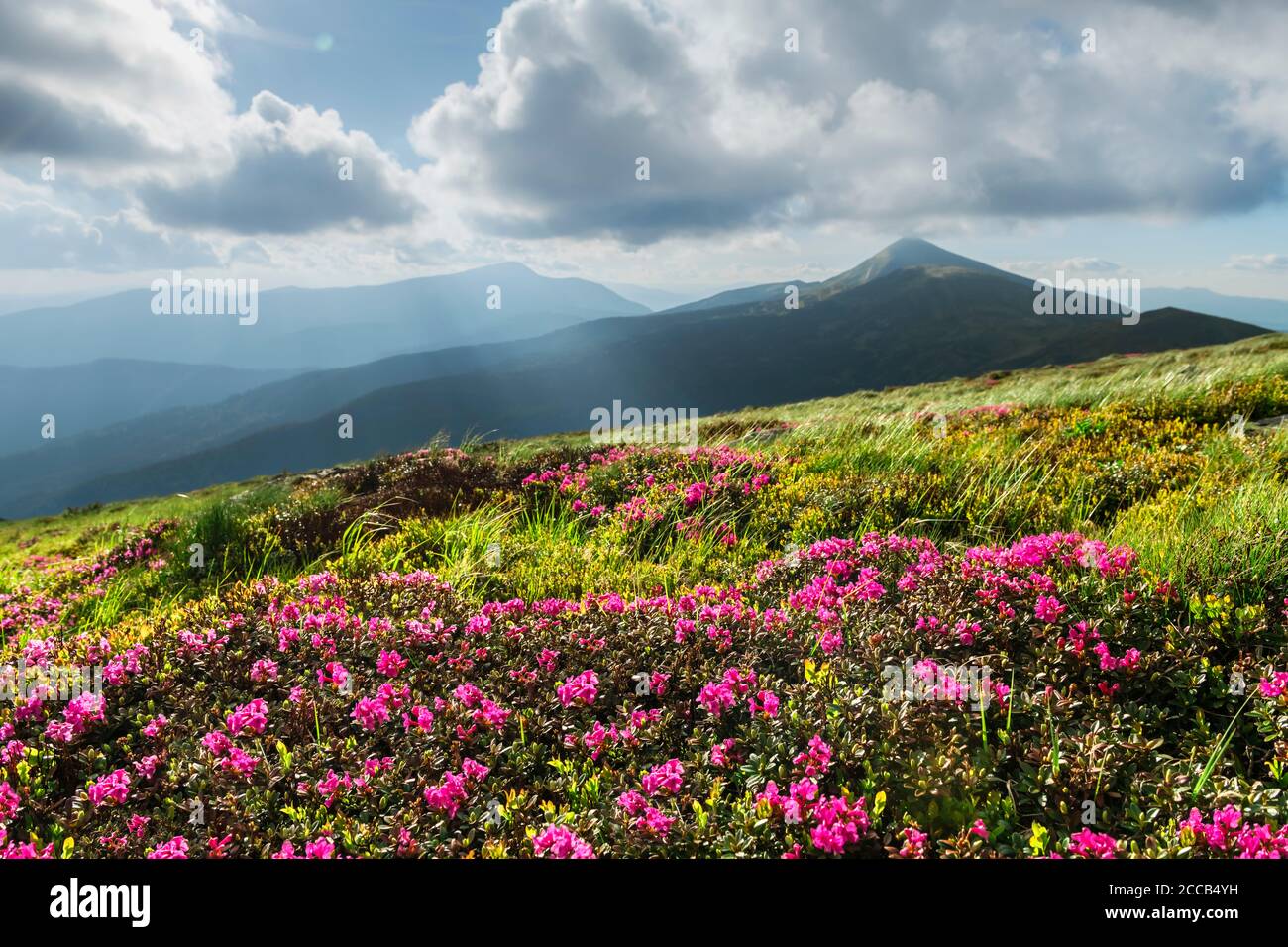 Les fleurs de Rhododendron couvraient la prairie des montagnes en été. Magnifique lumière de lever de soleil illuminée en premier plan. Photographie de paysage Banque D'Images