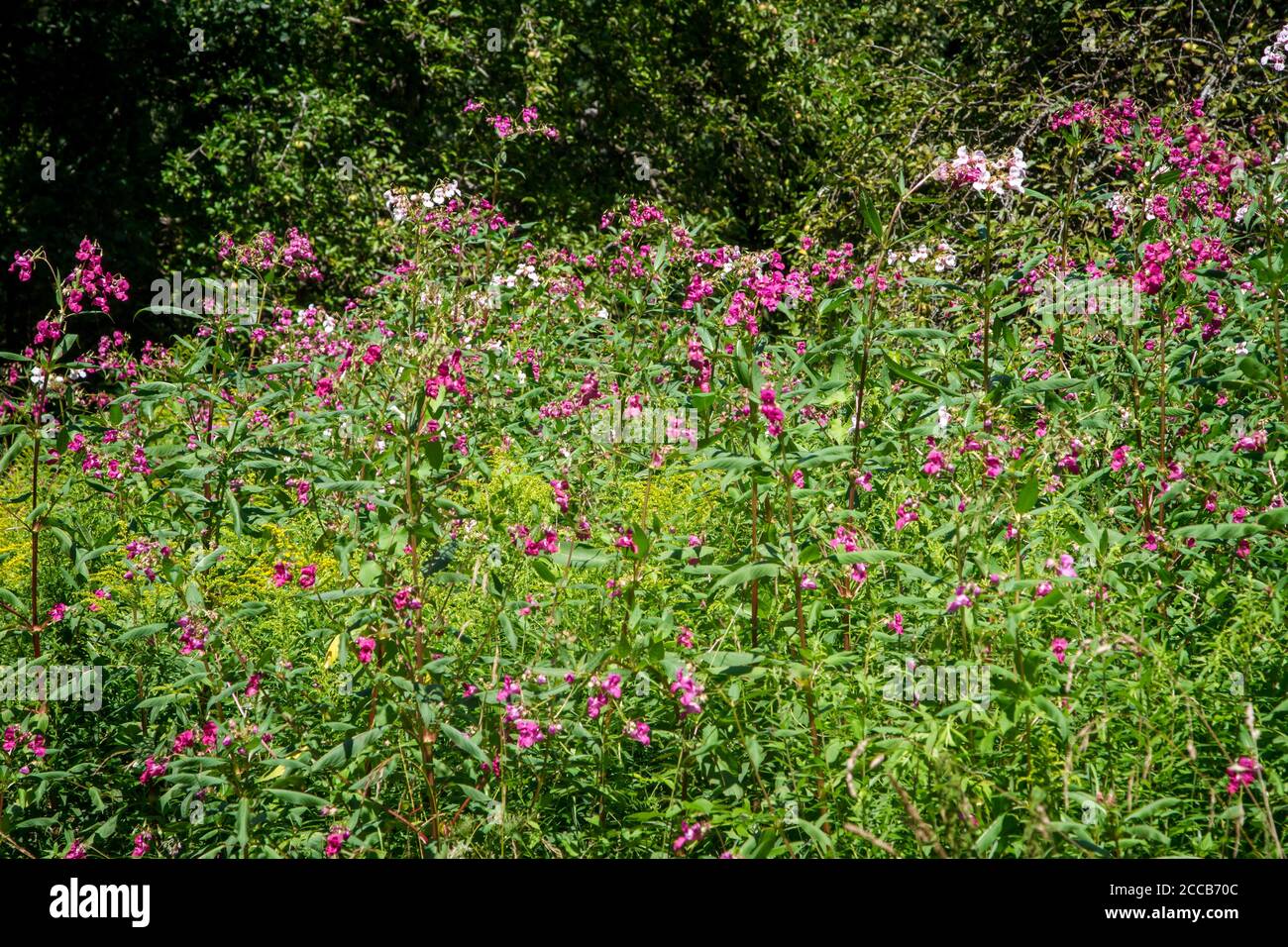 Impatiens glandulifera, une plante envahissante qui grandit à côté du Kamptal-Seenweg 620, randonnée près du réservoir de Dobra, Waldviertel, Autriche Banque D'Images