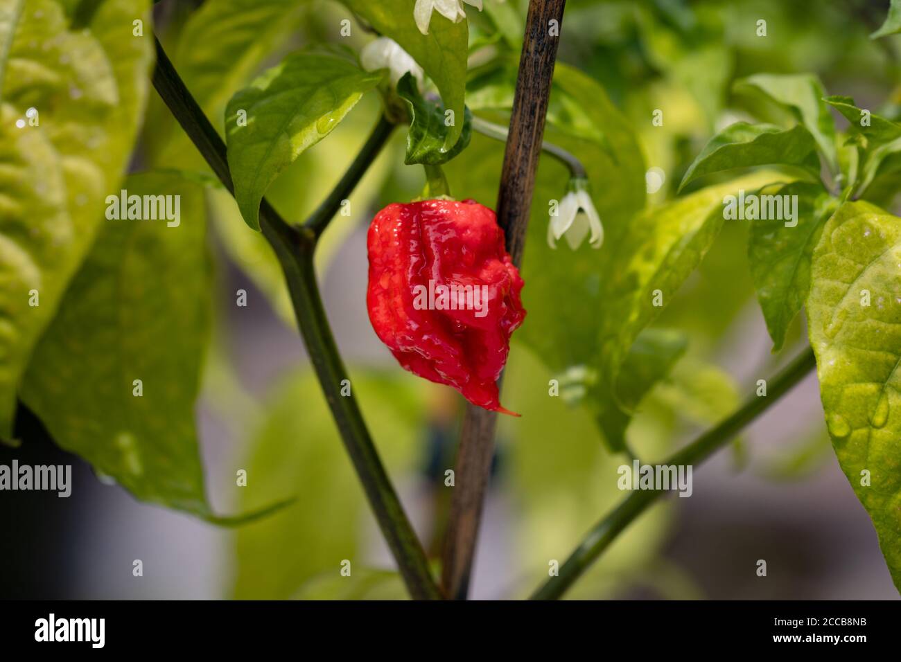 Chili le plus chaud du monde, Carolina Reaper, super chaud, fond vert Banque D'Images
