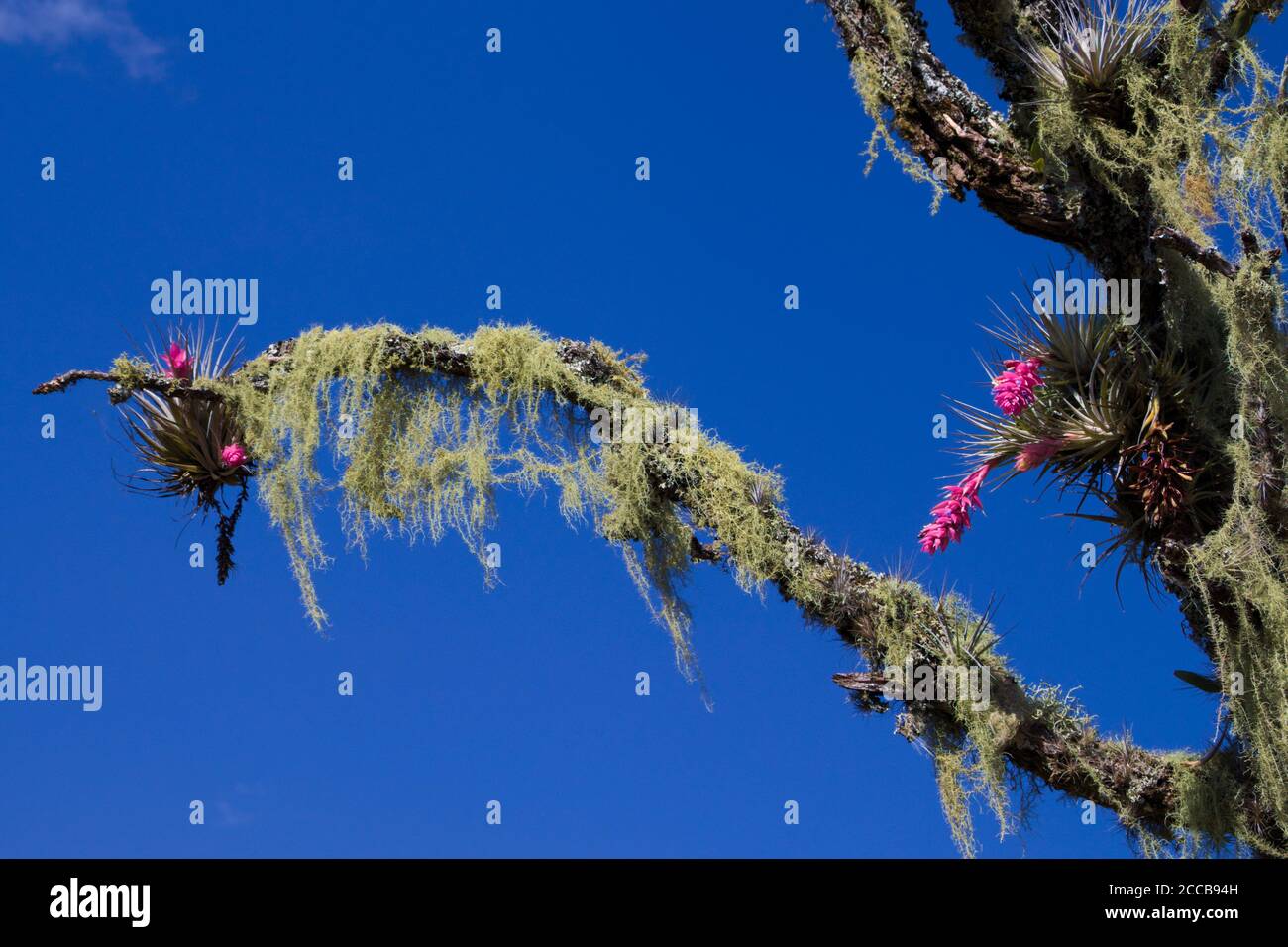Broméliades roses poussant sur les 1 branches d'un tronc recouvert de mousse espagnole, sous un ciel bleu intense. Banque D'Images