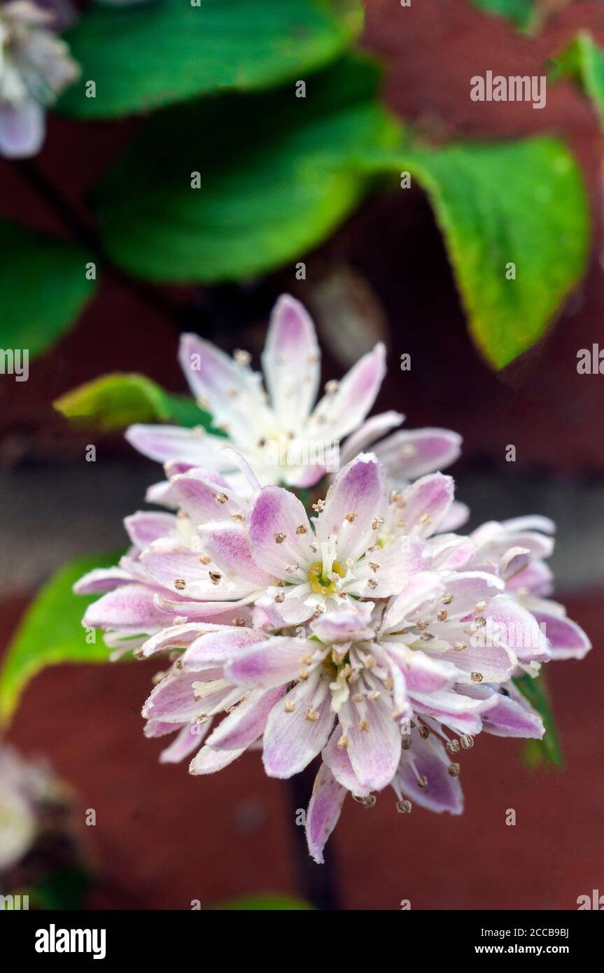 Gros plan de fleur de Deutzia Mont Rose A décidue arbuste bushy avec des fleurs roses pourpres qui apparaissent tôt l'été et est glacial Banque D'Images