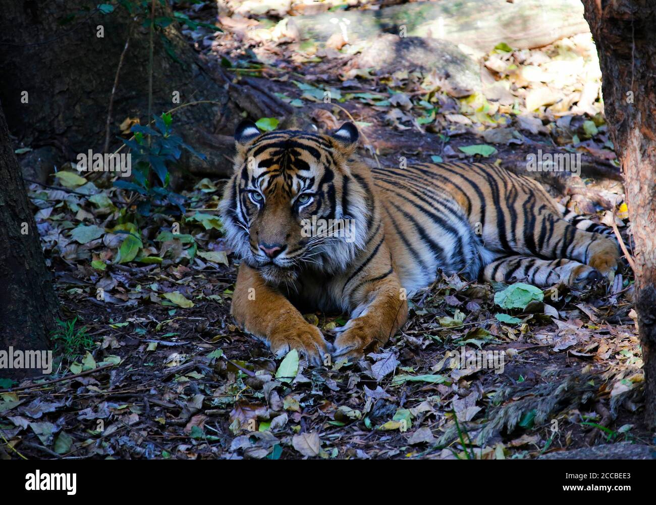 Le tigre de Sumatran repose dans un lit de feuilles Banque D'Images