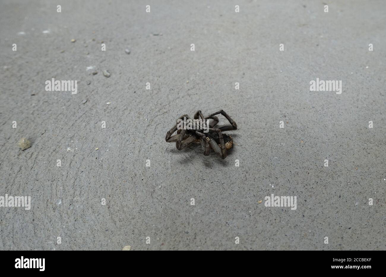 Araignée brune à l'envers Banque D'Images