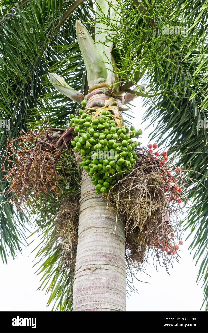 Areca catechu (Areca noix de palme, noix de bétel) tous ensemble en grand groupe, pendant vers le bas. Lumière naturelle. Banque D'Images