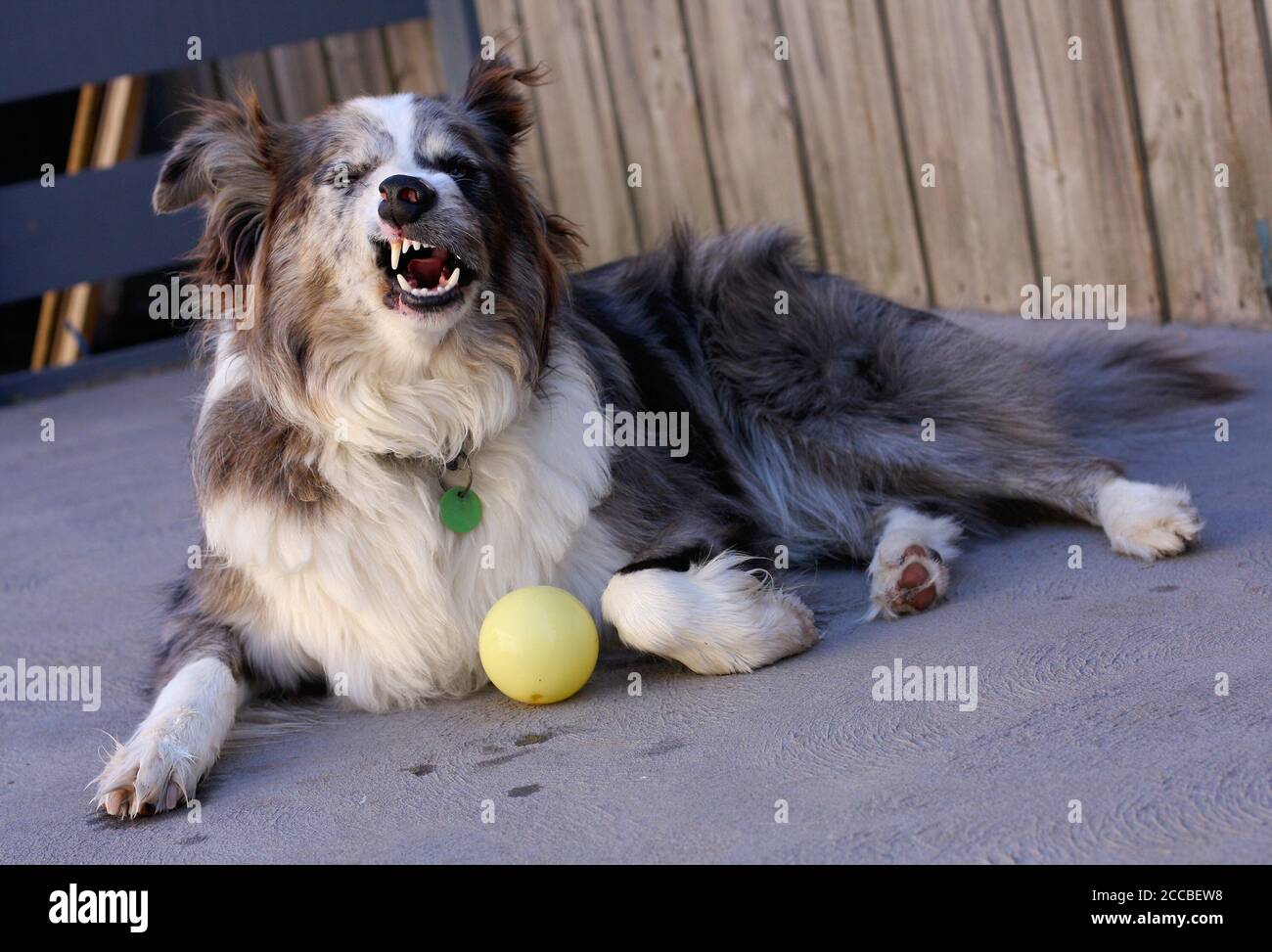 Un chien de Koolie australien bleu-merle attrape mi-éternuement. Banque D'Images