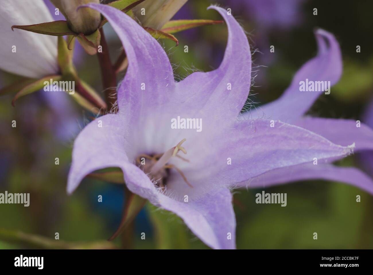 La Campanula latifolia, le bellflower géant, est une espèce de bellflower de la famille des Campanulacées. Il est également connu sous le nom de la grande campanula Banque D'Images