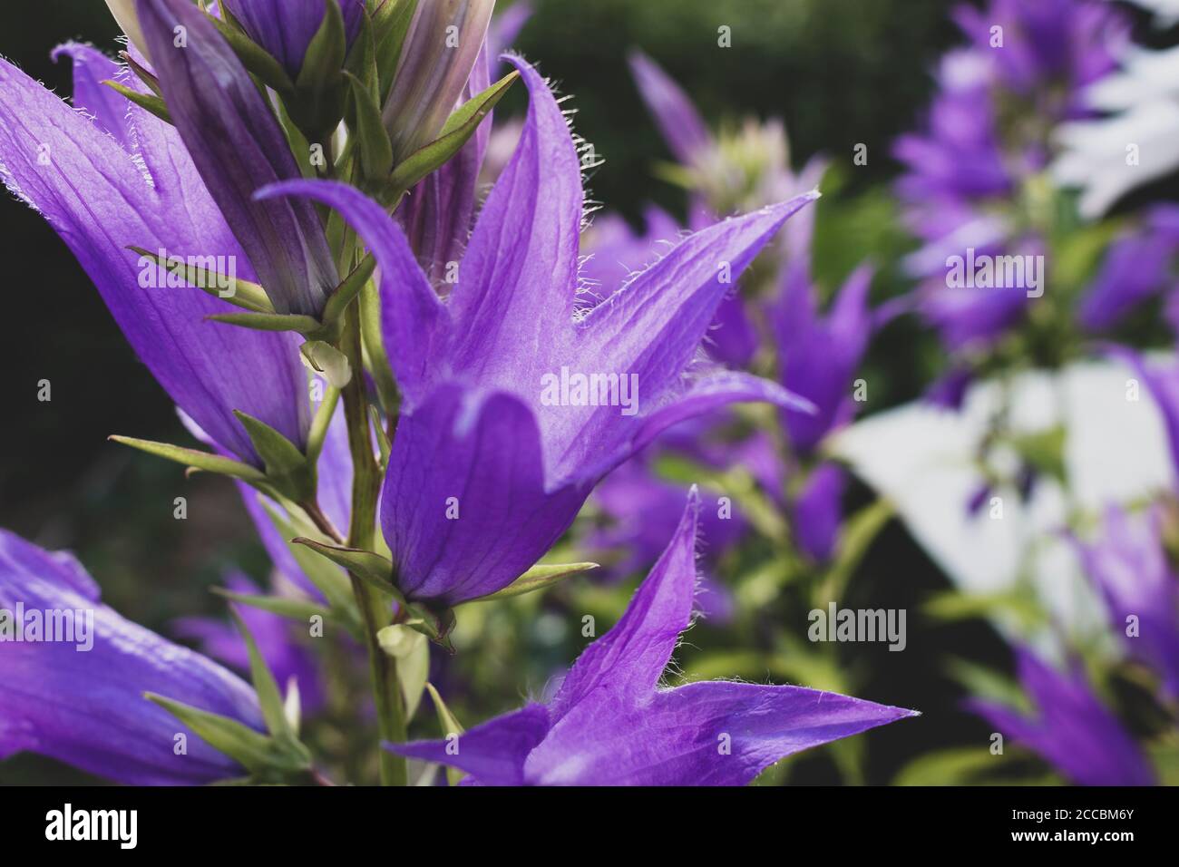 La Campanula latifolia, le bellflower géant, est une espèce de bellflower de la famille des Campanulacées. Il est également connu sous le nom de la grande campanula Banque D'Images