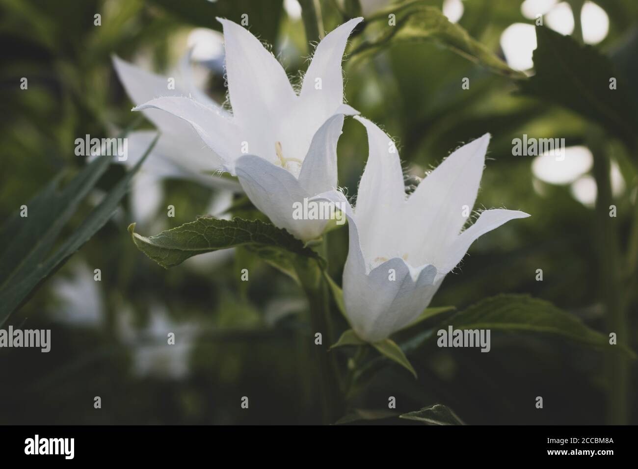 La Campanula latifolia, le bellflower géant, est une espèce de bellflower de la famille des Campanulacées. Il est également connu sous le nom de la grande campanula Banque D'Images