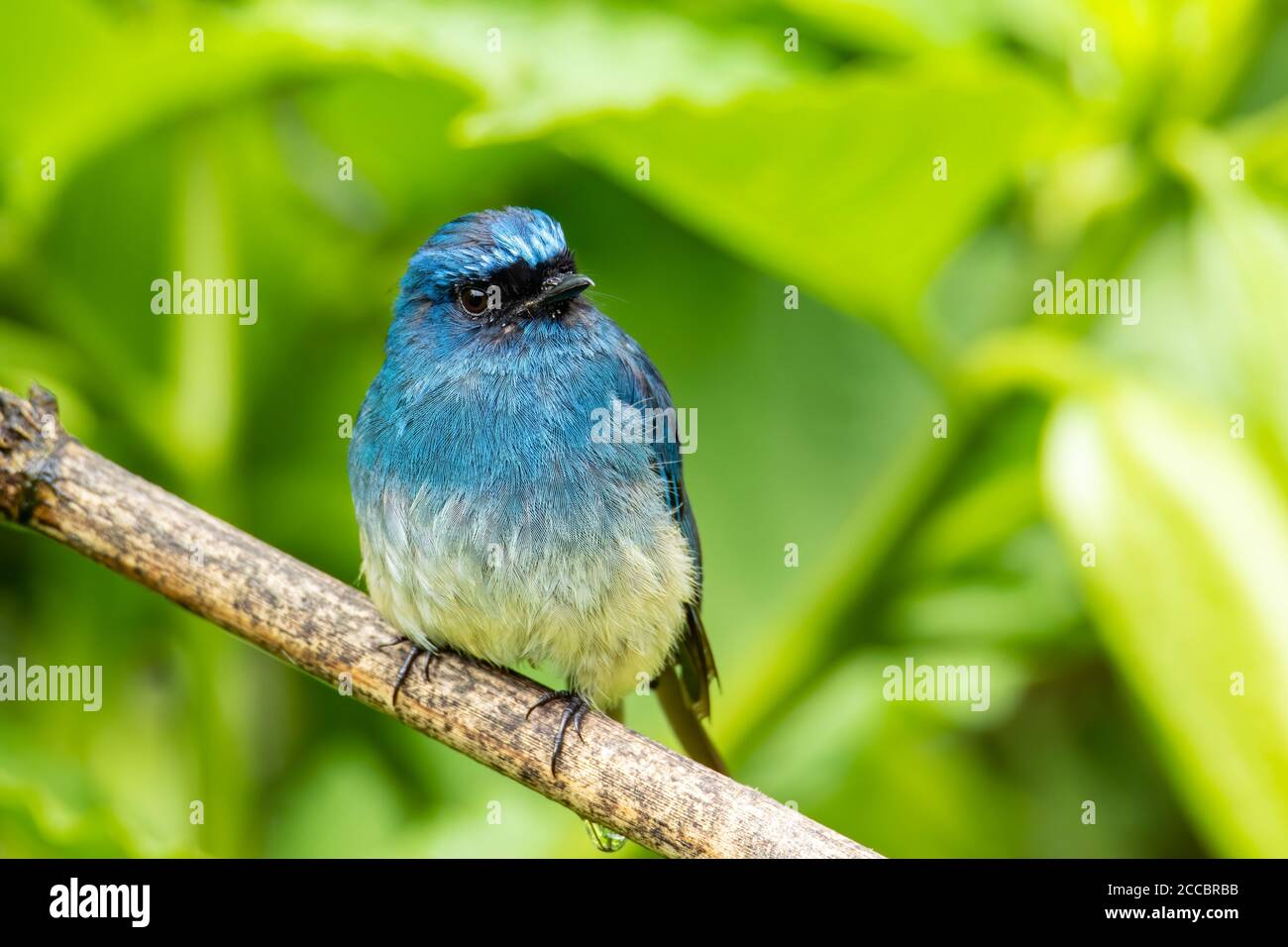 Bel oiseau bleu de couleur connu sous le nom d'Indigo Flycatcher (Eumyias Indigo) sur la perche à des habitudes de la nature à Sabah, Bornéo Banque D'Images