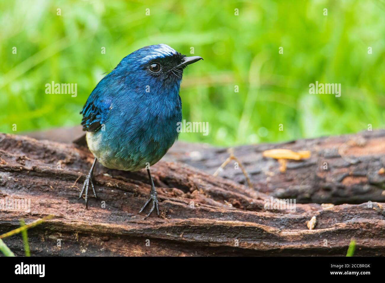 Bel oiseau bleu de couleur connu sous le nom d'Indigo Flycatcher (Eumyias Indigo) sur la perche à des habitudes de la nature à Sabah, Bornéo Banque D'Images